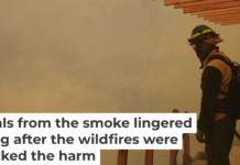 Smoke rolls up a hillside from the Palisades Fire on Jan. 11, 2025, in Los Angeles. AP Photo/Eric Thayer